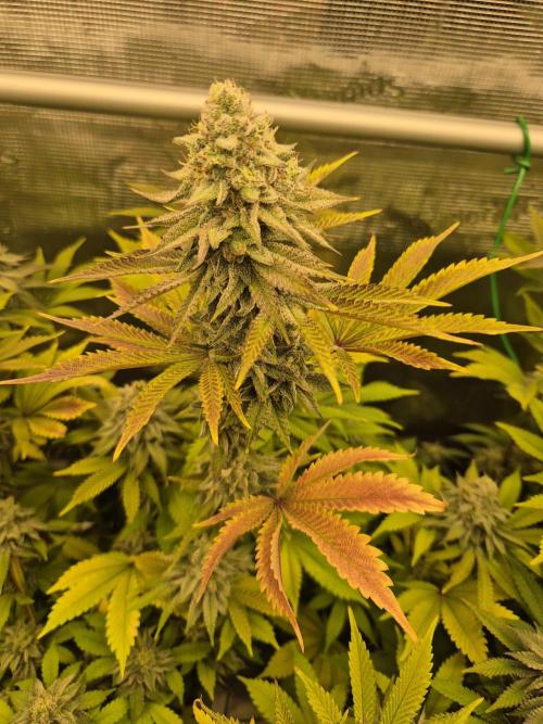 ICYSTATUS (ICYGARY#1 x ASTRONAUTSTATUS). Week 15