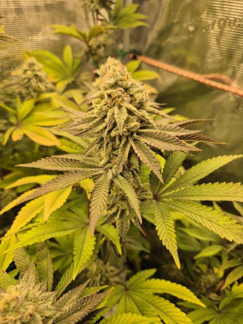 ICYSTATUS (ICYGARY#1 x ASTRONAUTSTATUS). Week 15