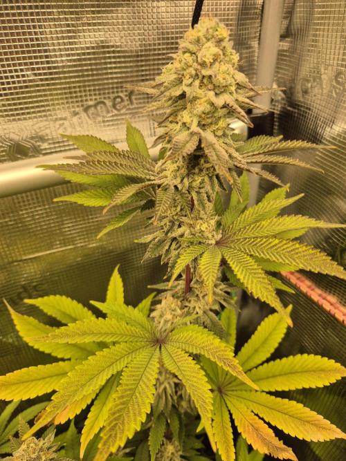 ICYSTATUS (ICYGARY#1 x ASTRONAUTSTATUS). Week 15