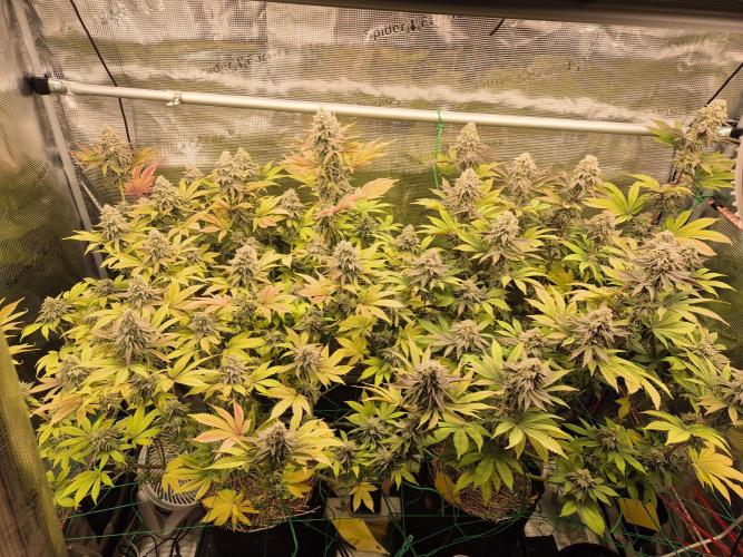 ICYSTATUS (ICYGARY#1 x ASTRONAUTSTATUS). Week 16