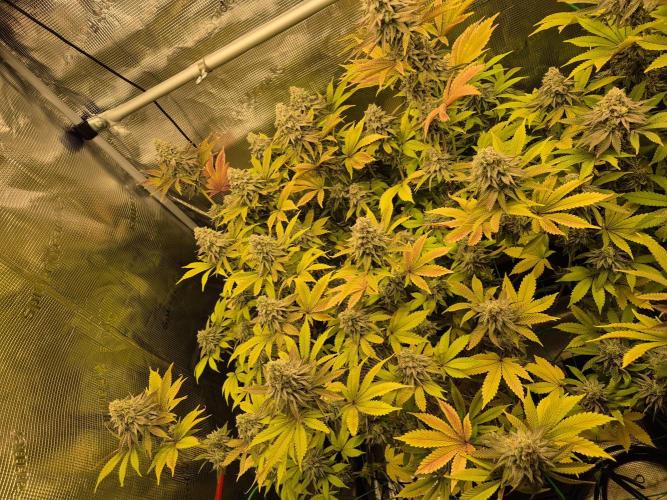 ICYSTATUS (ICYGARY#1 x ASTRONAUTSTATUS). Week 16