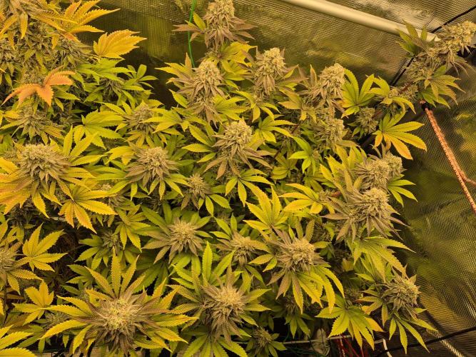 ICYSTATUS (ICYGARY#1 x ASTRONAUTSTATUS). Week 16
