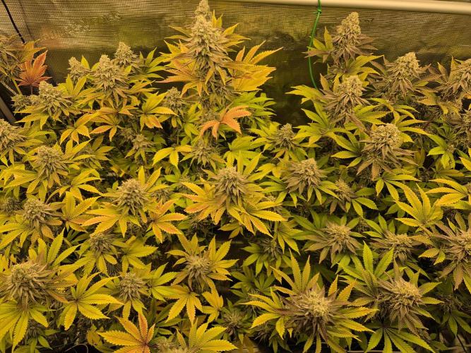 ICYSTATUS (ICYGARY#1 x ASTRONAUTSTATUS). Week 16