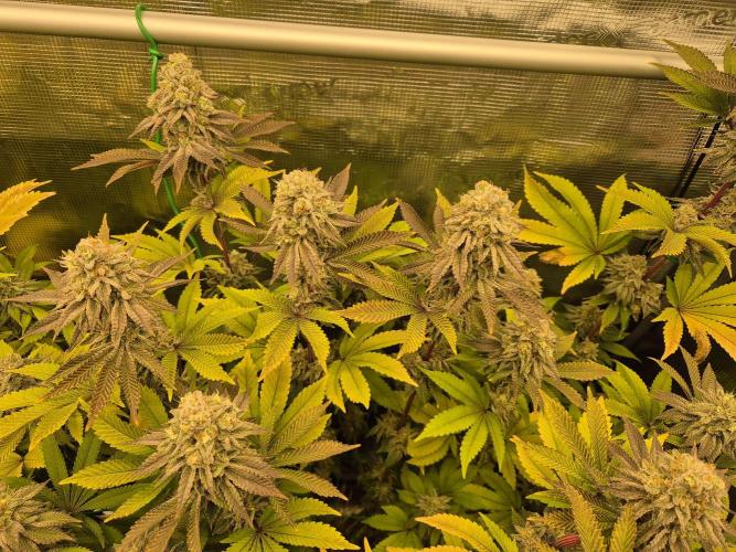 ICYSTATUS (ICYGARY#1 x ASTRONAUTSTATUS). Week 16