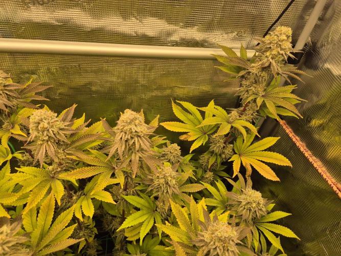 ICYSTATUS (ICYGARY#1 x ASTRONAUTSTATUS). Week 16