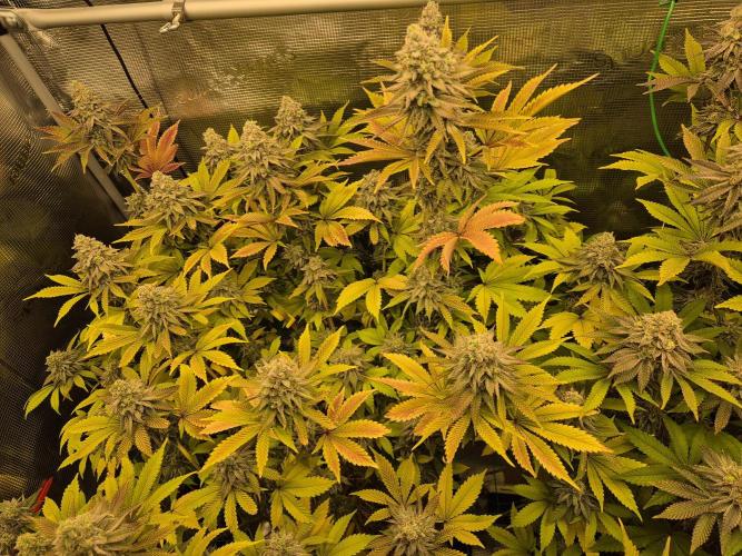 ICYSTATUS (ICYGARY#1 x ASTRONAUTSTATUS). Week 16