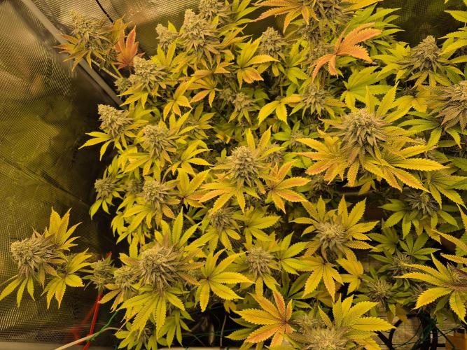 ICYSTATUS (ICYGARY#1 x ASTRONAUTSTATUS). Week 16