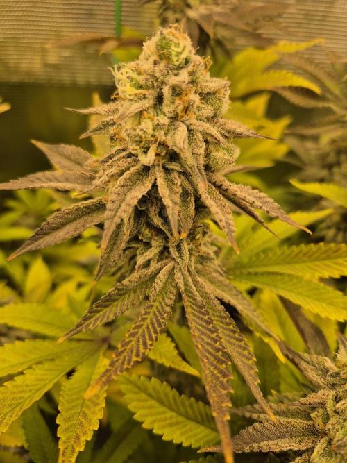 ICYSTATUS (ICYGARY#1 x ASTRONAUTSTATUS). Week 16