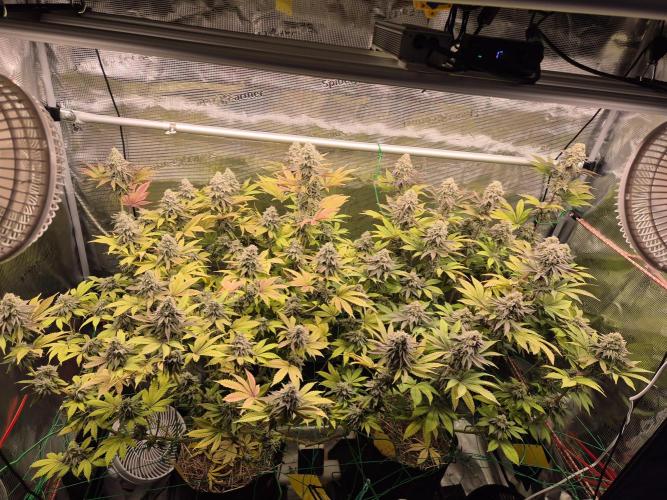 ICYSTATUS (ICYGARY#1 x ASTRONAUTSTATUS). Week 16