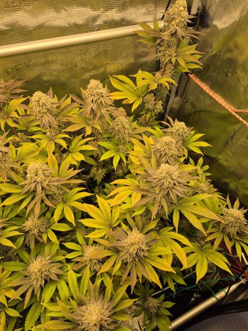 ICYSTATUS (ICYGARY#1 x ASTRONAUTSTATUS). Week 16