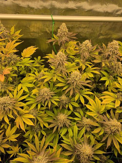 ICYSTATUS (ICYGARY#1 x ASTRONAUTSTATUS). Week 16