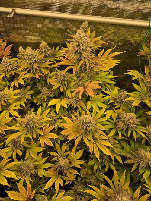 ICYSTATUS (ICYGARY#1 x ASTRONAUTSTATUS). Week 16