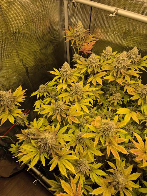 ICYSTATUS (ICYGARY#1 x ASTRONAUTSTATUS). Week 16