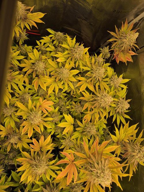 ICYSTATUS (ICYGARY#1 x ASTRONAUTSTATUS). Week 16