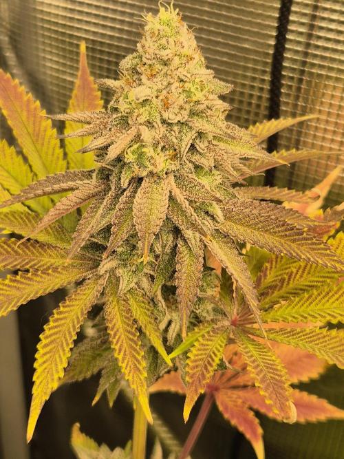 ICYSTATUS (ICYGARY#1 x ASTRONAUTSTATUS). Week 16