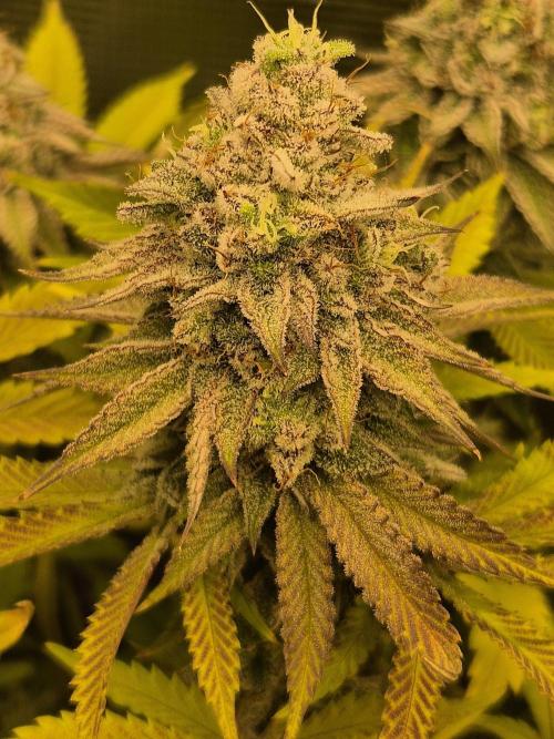 ICYSTATUS (ICYGARY#1 x ASTRONAUTSTATUS). Week 16