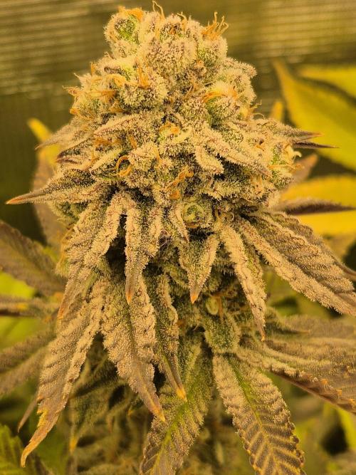 ICYSTATUS (ICYGARY#1 x ASTRONAUTSTATUS). Week 16
