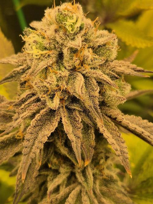 ICYSTATUS (ICYGARY#1 x ASTRONAUTSTATUS). Week 16