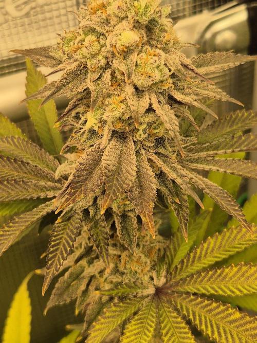 ICYSTATUS (ICYGARY#1 x ASTRONAUTSTATUS). Week 16