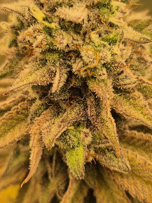ICYSTATUS (ICYGARY#1 x ASTRONAUTSTATUS). Week 17