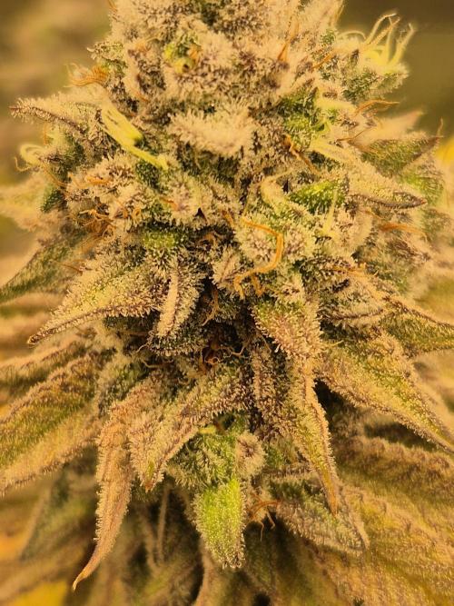 ICYSTATUS (ICYGARY#1 x ASTRONAUTSTATUS). Week 17