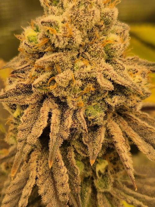 ICYSTATUS (ICYGARY#1 x ASTRONAUTSTATUS). Week 17