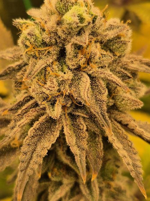 ICYSTATUS (ICYGARY#1 x ASTRONAUTSTATUS). Week 17