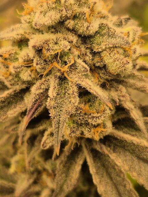 ICYSTATUS (ICYGARY#1 x ASTRONAUTSTATUS). Week 17