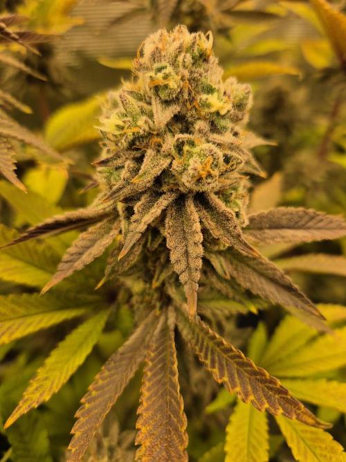 ICYSTATUS (ICYGARY#1 x ASTRONAUTSTATUS). Week 17