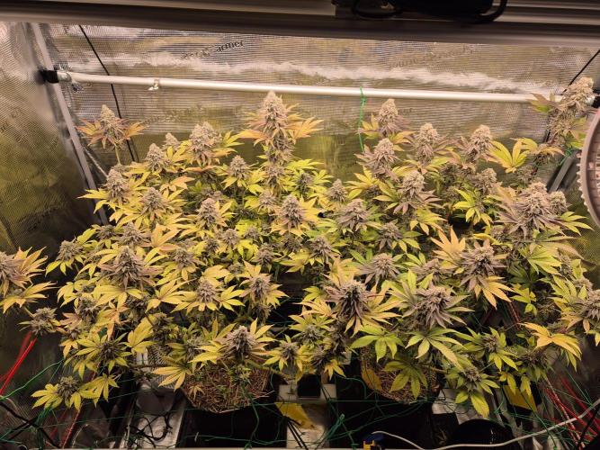 ICYSTATUS (ICYGARY#1 x ASTRONAUTSTATUS). Week 17