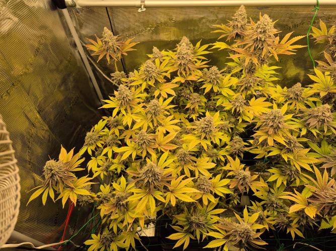 ICYSTATUS (ICYGARY#1 x ASTRONAUTSTATUS). Week 17
