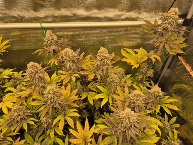 ICYSTATUS (ICYGARY#1 x ASTRONAUTSTATUS). Week 17