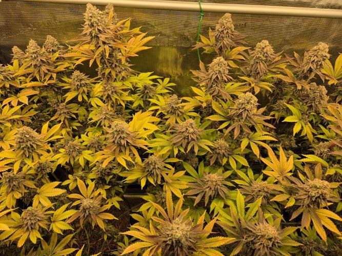 ICYSTATUS (ICYGARY#1 x ASTRONAUTSTATUS). Week 17