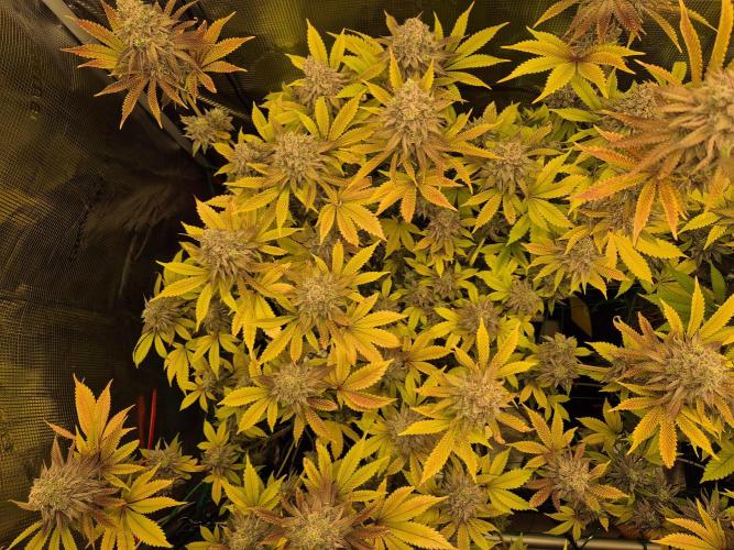 ICYSTATUS (ICYGARY#1 x ASTRONAUTSTATUS). Week 17