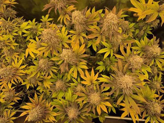 ICYSTATUS (ICYGARY#1 x ASTRONAUTSTATUS). Week 17