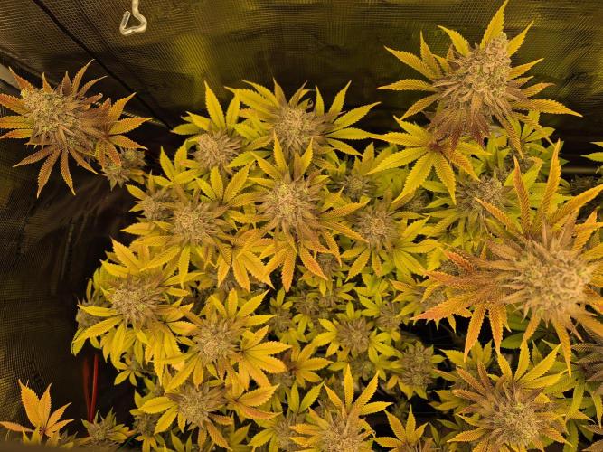 ICYSTATUS (ICYGARY#1 x ASTRONAUTSTATUS). Week 17
