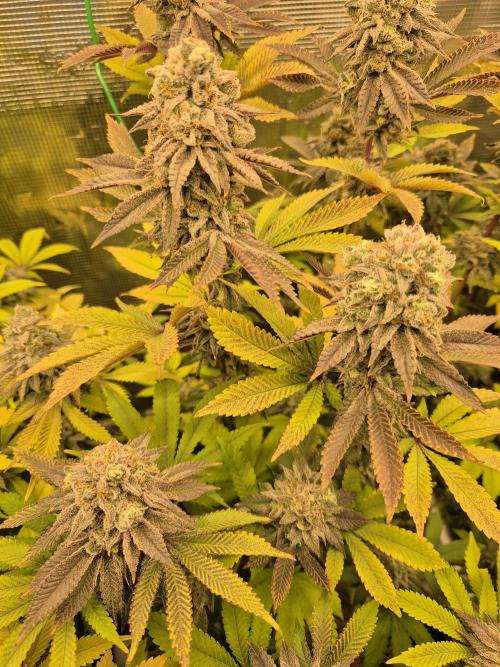 ICYSTATUS (ICYGARY#1 x ASTRONAUTSTATUS). Week 17
