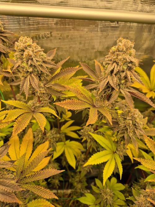 ICYSTATUS (ICYGARY#1 x ASTRONAUTSTATUS). Week 17