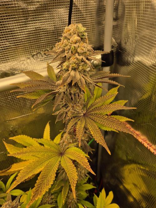 ICYSTATUS (ICYGARY#1 x ASTRONAUTSTATUS). Week 17
