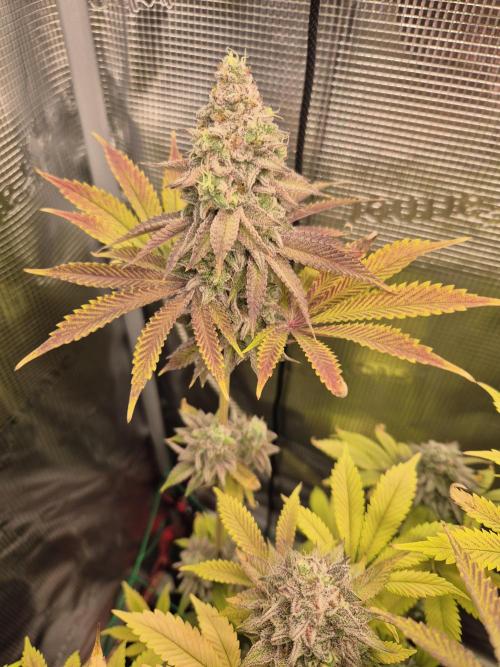 ICYSTATUS (ICYGARY#1 x ASTRONAUTSTATUS). Week 17