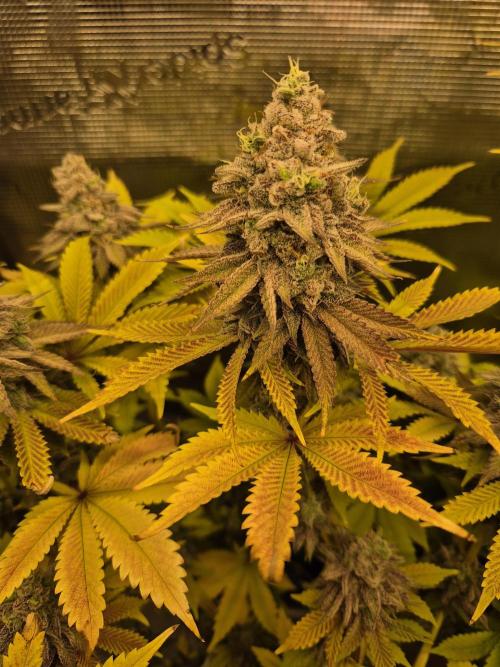 ICYSTATUS (ICYGARY#1 x ASTRONAUTSTATUS). Week 17