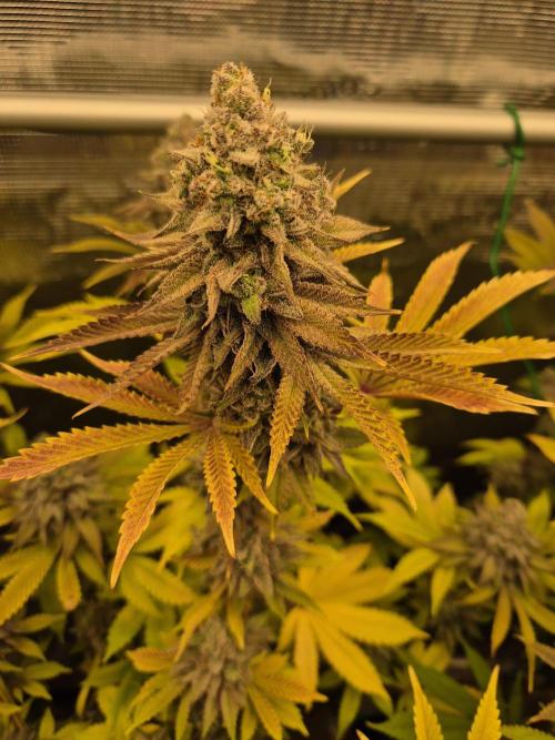 ICYSTATUS (ICYGARY#1 x ASTRONAUTSTATUS). Week 17