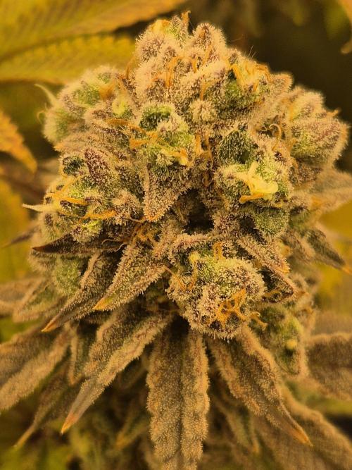 ICYSTATUS (ICYGARY#1 x ASTRONAUTSTATUS). Week 18