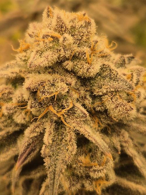 ICYSTATUS (ICYGARY#1 x ASTRONAUTSTATUS). Week 18