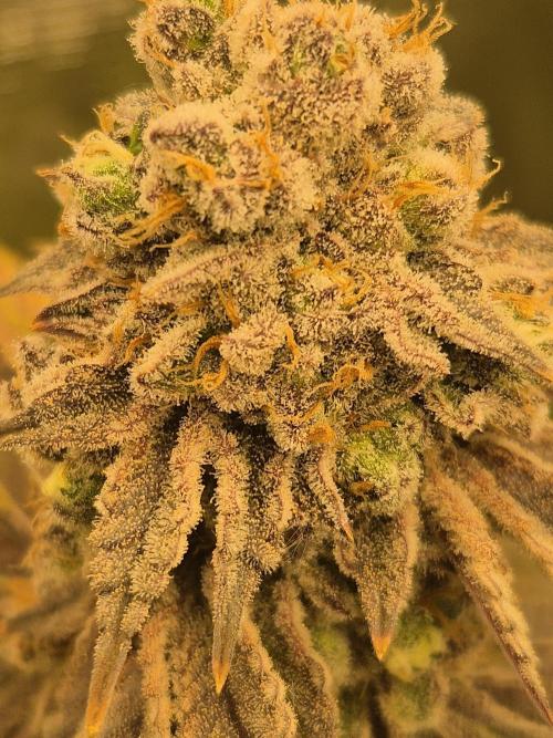 ICYSTATUS (ICYGARY#1 x ASTRONAUTSTATUS). Week 18