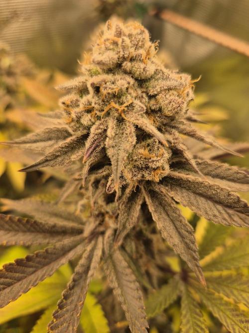 ICYSTATUS (ICYGARY#1 x ASTRONAUTSTATUS). Week 18