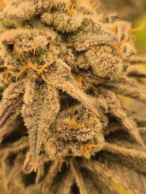 ICYSTATUS (ICYGARY#1 x ASTRONAUTSTATUS). Week 18