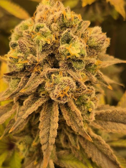 ICYSTATUS (ICYGARY#1 x ASTRONAUTSTATUS). Week 18
