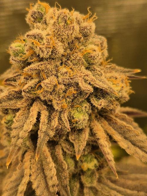 ICYSTATUS (ICYGARY#1 x ASTRONAUTSTATUS). Week 18
