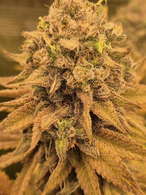 ICYSTATUS (ICYGARY#1 x ASTRONAUTSTATUS). Week 18